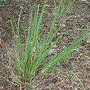 Andropogon gerardii Hummelo