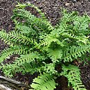Polypodium vulgare s.l. Bifidomultifidum