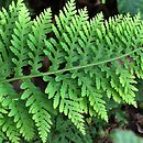 Polypodium vulgare s.l. Cornubiense