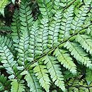 Polystichum makinoi (paprotnik Makino)