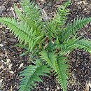 Polystichum luctuosum (paprotnik chiński)
