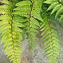 Polystichum squarrosum (paprotnik łuskowaty)