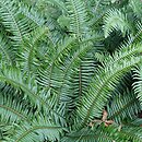 Polystichum munitum (paprotnik sztywny)