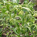 Disporum cantoniense (parnik kantoński)