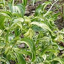 Disporum cantoniense Moonlight