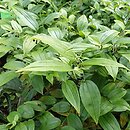 Disporum megalanthum