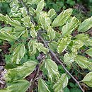 Parrotia persica Persian Lace