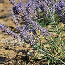 Salvia yangii Lisslitt