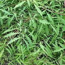 Aruncus sylvestris Kneiffii