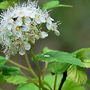 Physocarpus opulifolius Luteus