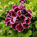 Pelargonium ×grandiflorum (pelargonia wielkokwiatowa)