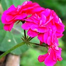 Pelargonium peltatum Pacyfic Lavender
