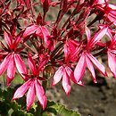 Pelargonium hort. Brockbury Scarlet