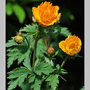 Trollius chinensis Goldkonigin