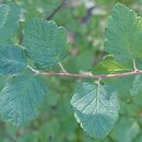 Holodiscus discolor ariifolius