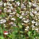 Penstemon cobaea (penstemon Coby)
