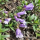 Penstemon menziesii (penstemon Menziesa)