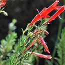 Penstomon pinifolius (penstemon sosnowaty)