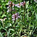 Penstemon confertus