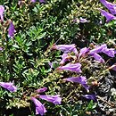 Penstemon newberryi