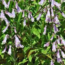 Penstemon procerus