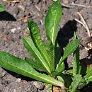 Crepis pyrenaica