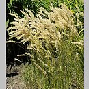 Melica ciliata (perłówka orzęsiona)