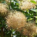 Cotinus coggygria (perukowiec podolski)