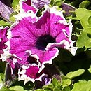 Petunia ×atkinsiana Bicolor