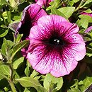 Petunia ×atkinsiana Merlot