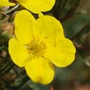 Potentilla fruticosa Chilo