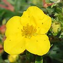 Potentilla fruticosa Dart's Golddigger
