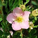 Potentilla fruticosa Floppy Disc