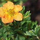 Potentilla fruticosa Marion Red Robin