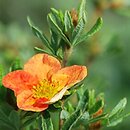 Potentilla fruticosa Red Ace