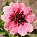 Potentilla nepalensis Helen Jane