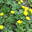 Potentilla megelantha (pięciornik wielkokwiatowy)