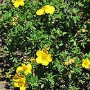 Potentilla parvifolia