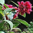 Cestrum elegans (pieczennik wytworny)