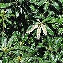 Pieris taiwanensis cv. Crispa (pieris tajwański 'Crispa')