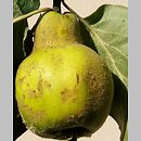 Cydonia oblonga (pigwa pospolita)