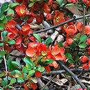 Chaenomeles japonica var. alpina (pigwowiec japoński odm. karłowa)