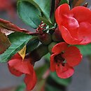 Chaenomeles cathayensis (pigwowiec katajski)