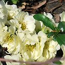 Chaenomeles speciosa Yukigoten