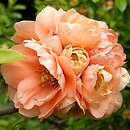 Chaenomeles ×superba Cameo
