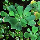 Pistia stratiotes (pistia rozetkowa)