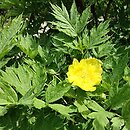 Paeonia ludlowii (piwonia Ludlowa)