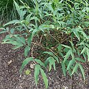Paeonia ostii (piwonia Ostiego)