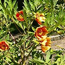 Paeonia potaninii (piwonia Potanina odm. pełnikowata)