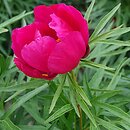 Paeonia ×smouthii (piwonia Smoutha)